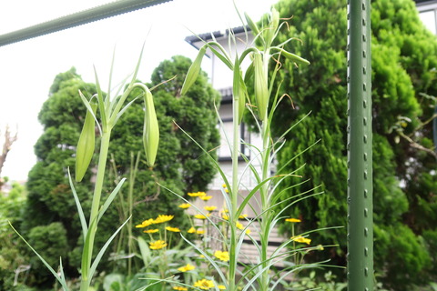 20200731タカサゴユリ