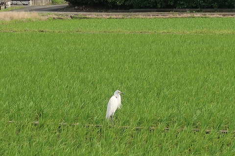 20220613ダイサギ夏羽