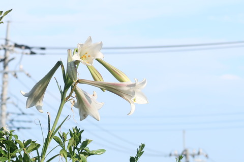 遅れて開花