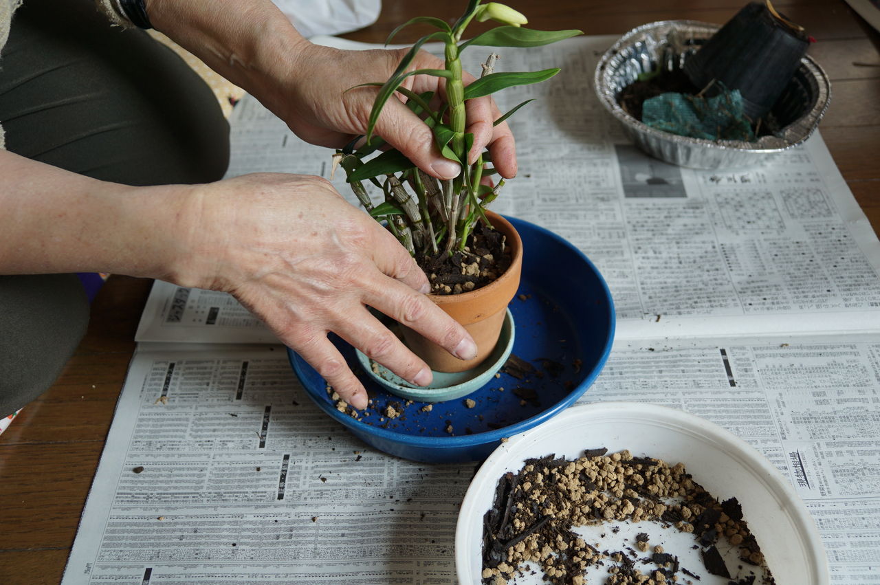 デンドロビウムの植え替えとかわいい花を咲かせる方法 ピノ子の庭