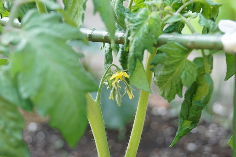 トマトの花