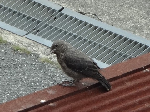 20140724磯鵯の雛