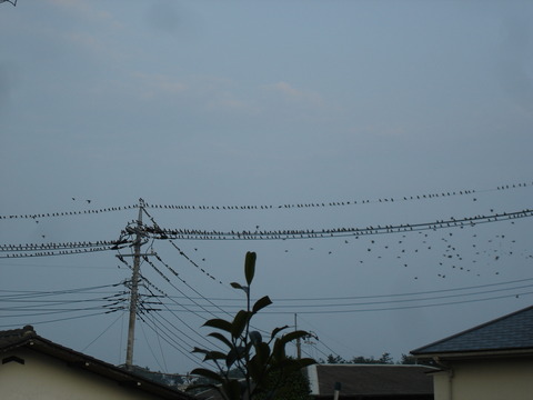 ムクドリの集会