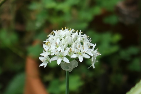 にらの花