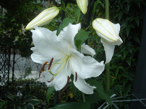 20100726カサブランカ