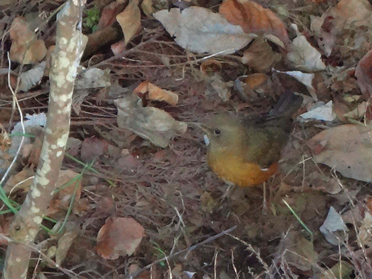 アカハラ 庭に来る野鳥 ピノ子の庭