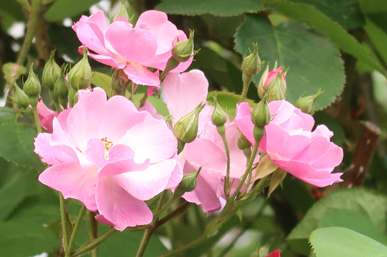ピノ子日記 雨が降る前にバラを摘んで ピノ子の庭