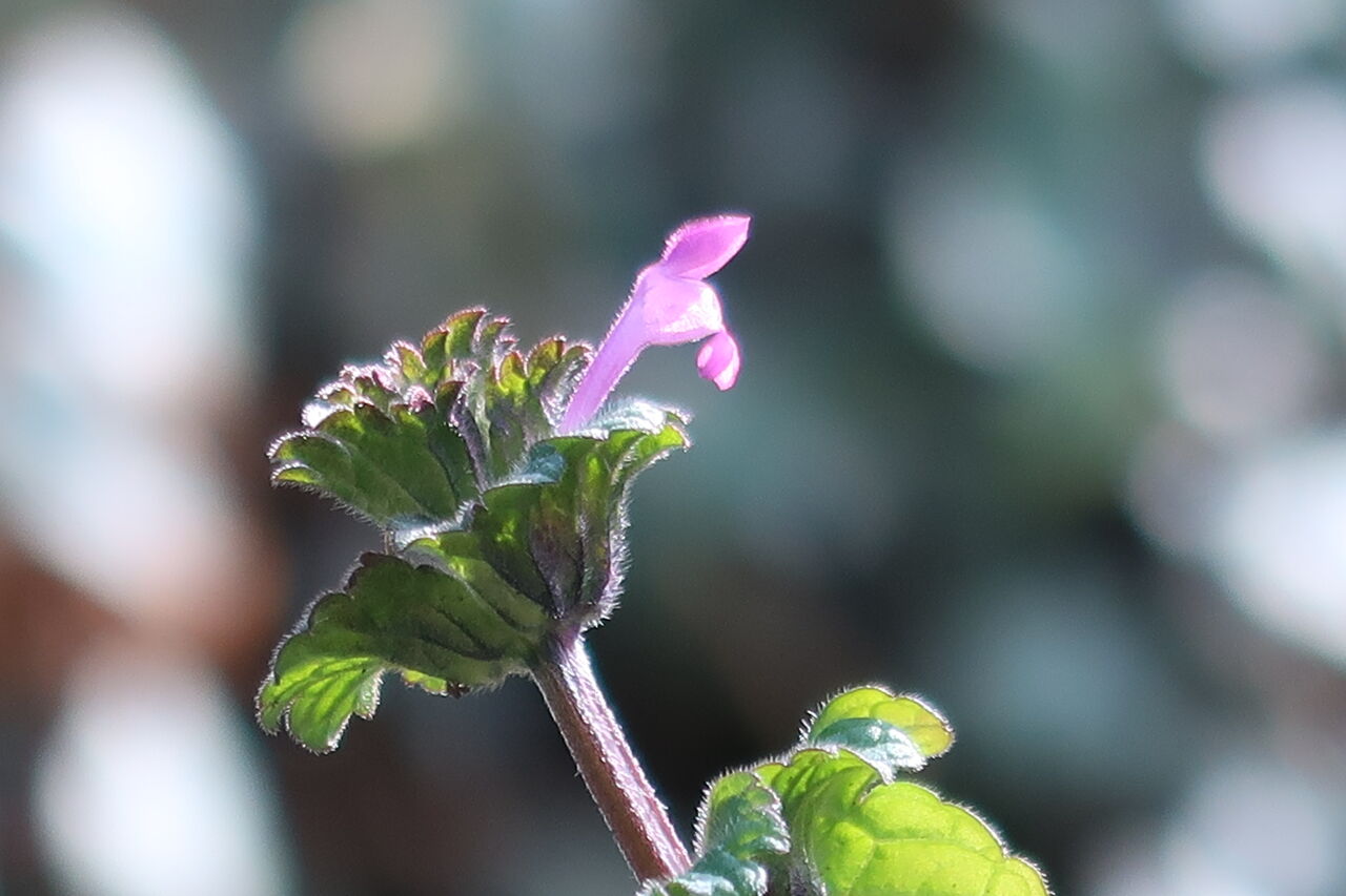 暖かい3月の庭を散策 沈丁花の甘い香り バラの新芽 虫の活動など ピノ子の庭