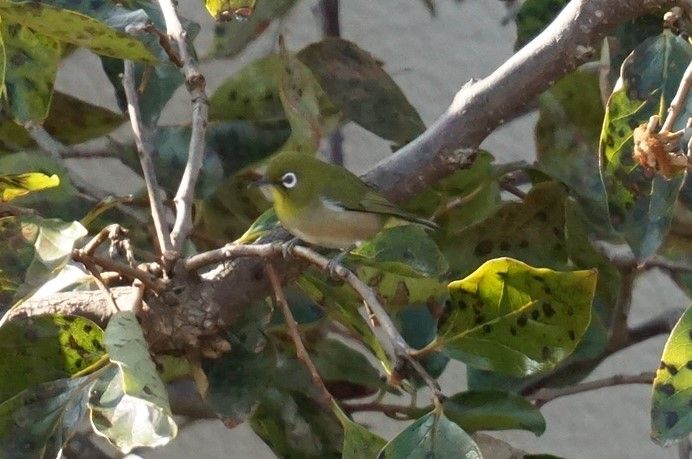 目白 メジロ 庭に来る野鳥 ピノ子の庭 目白 メジロ 庭に来る野鳥 ピノ子の庭