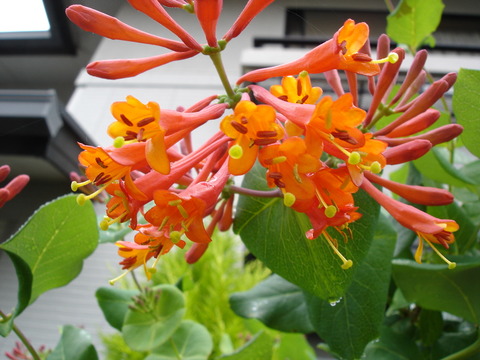 ツキヌキニンドウ花