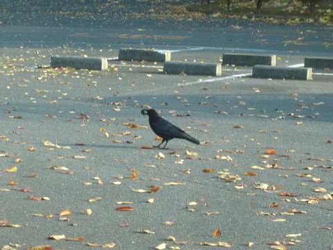 駐車場のカラス