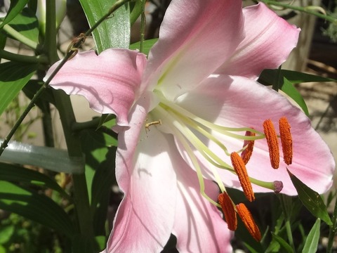 20180708ゆりの花の上