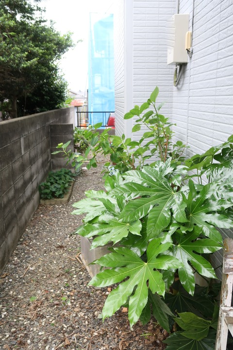 2020531ヤツデ伐採後西側から