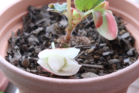 蕾落ち