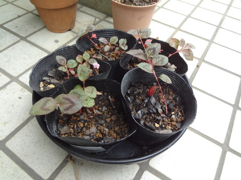 20180523花が咲き出した