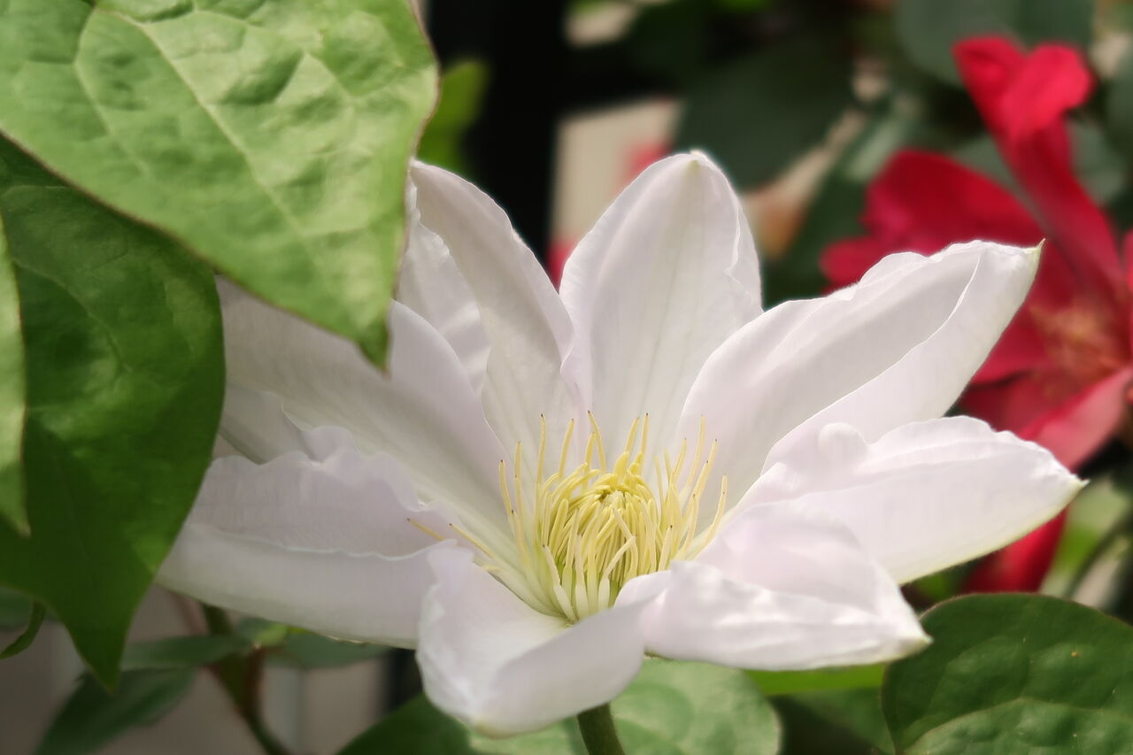 5月の庭仕事 アブラムシ クビナガハムシ バラゾウムシなどの害虫対策 ピノ子の庭 5月の庭仕事 アブラムシ クビナガハムシ バラゾウムシなどの害虫対策 ピノ子の庭