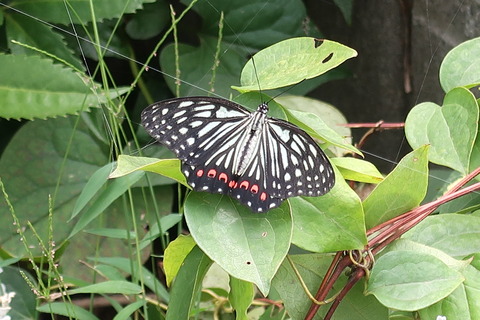 アカボシゴマダラ