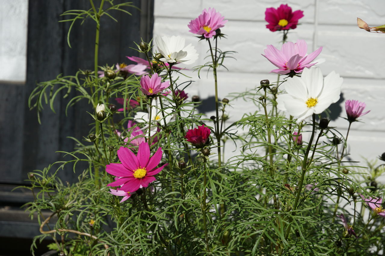 コスモスの花が咲きました 9月19日の続編 ピノ子の庭 コスモスの花が咲きました 9月19日の続編 ピノ子の庭