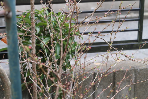 庭の桜20220331