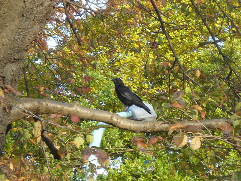 木の上のカラス