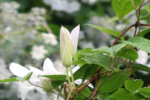 墨田の花火をバックに