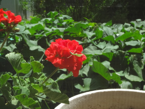 20180729ゼラニウムの花の上で