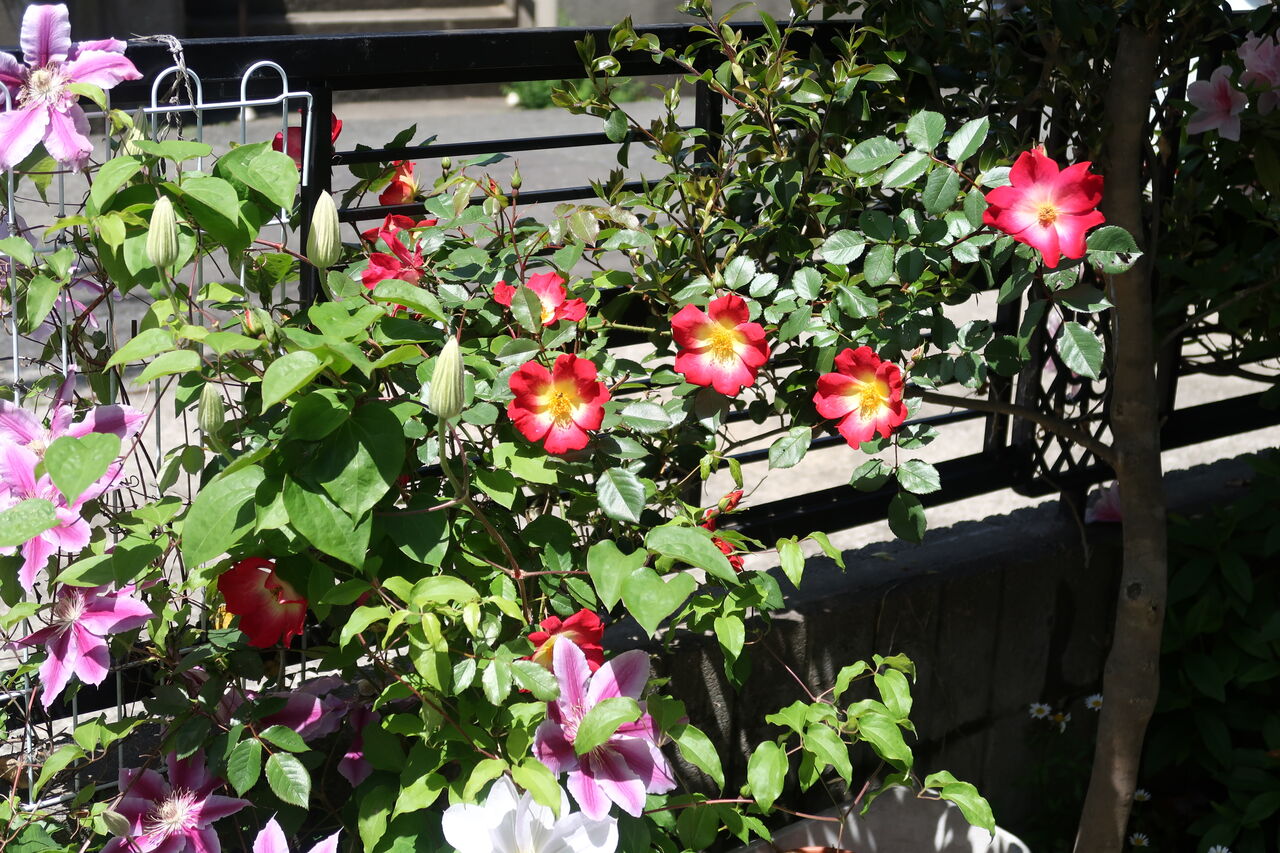 ピノ子日記 庭の花の写真集 バラ アネモネ ポピーなど ピノ子の庭