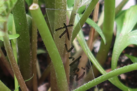 20210605名札つけ