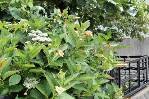 IMG_9766_切取色