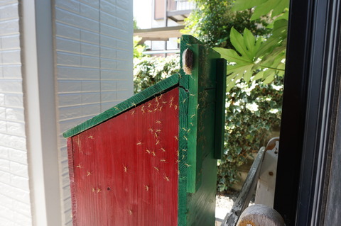 20150620カマキリふ化