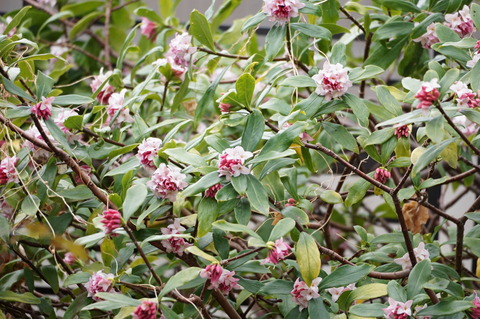 沈丁花