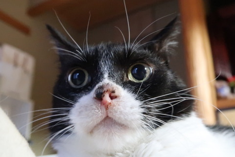 たのんだにゃ!
