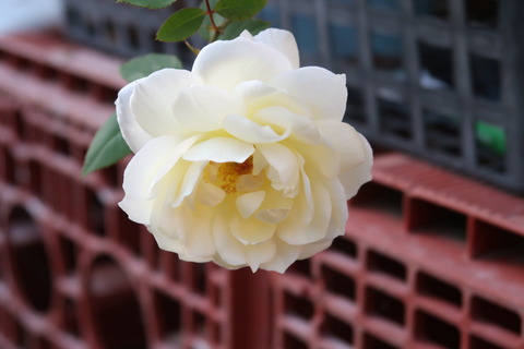 スノーバード11月17日