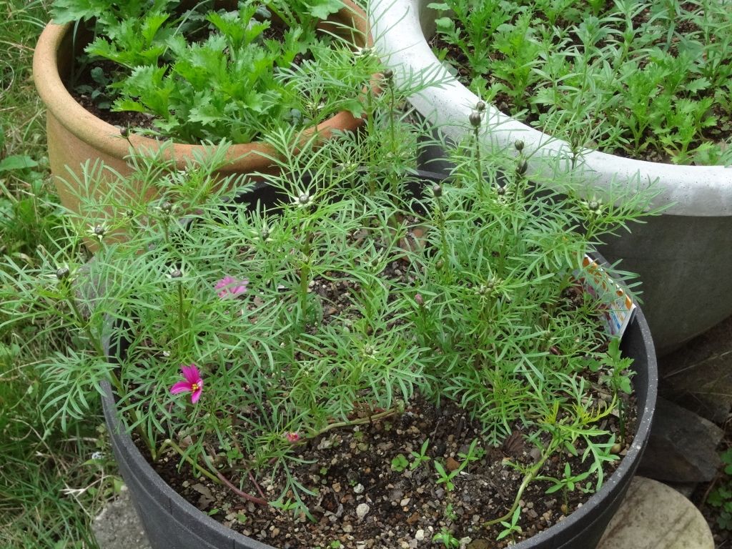 コスモスの花が咲きました 9月19日の続編 ピノ子の庭