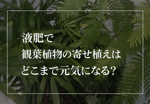 液肥で観葉植物の寄せ植えはどこまで元気になる