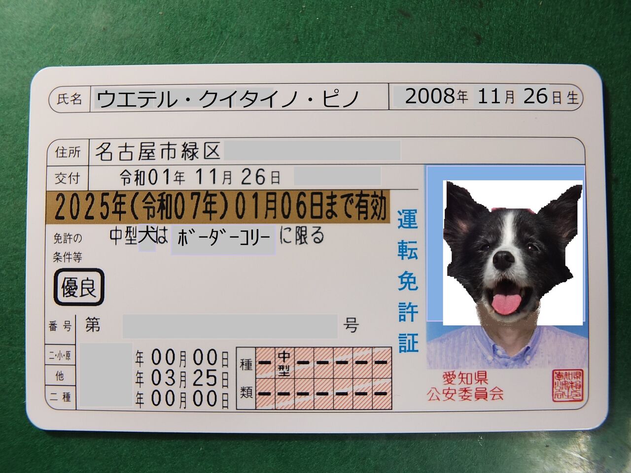 19年11月 新ピノ毛 19年11月 新ピノ毛