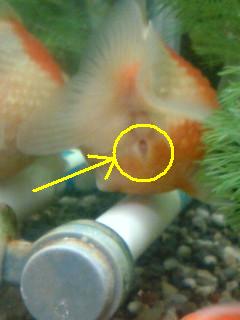 ピンポン 雌雄の見分け方 へんこつ道