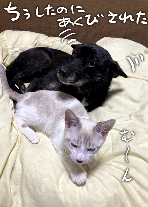 カブはにぃにが大好き 犬魂猫魂 カブはにぃにが大好き 犬魂猫魂