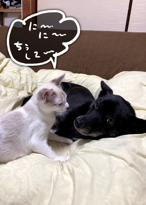 カブはにぃにが大好き 犬魂猫魂 カブはにぃにが大好き 犬魂猫魂