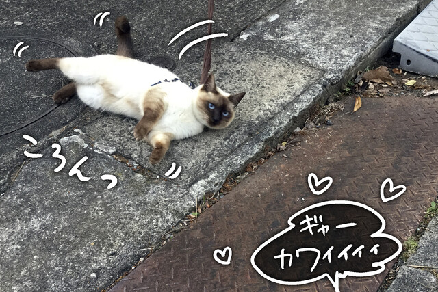 シャム子パイセンに会いたい 其の3 犬魂猫魂 シャム子パイセンに会いたい 其の3 犬魂猫魂