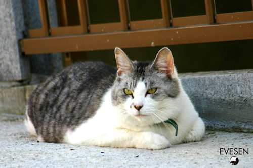 neko_01.jpg