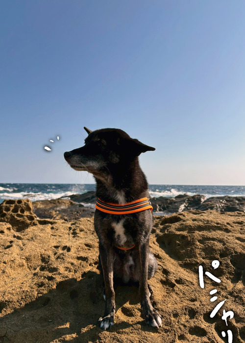 LINE_ALBUM_2025.11.15白間津_251115_21