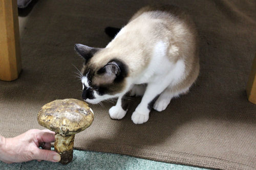 =IMG_0115.jpg