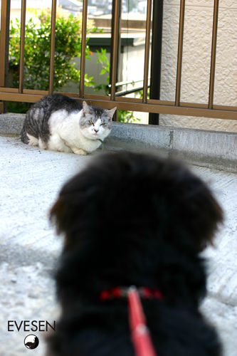 neko_05.jpg