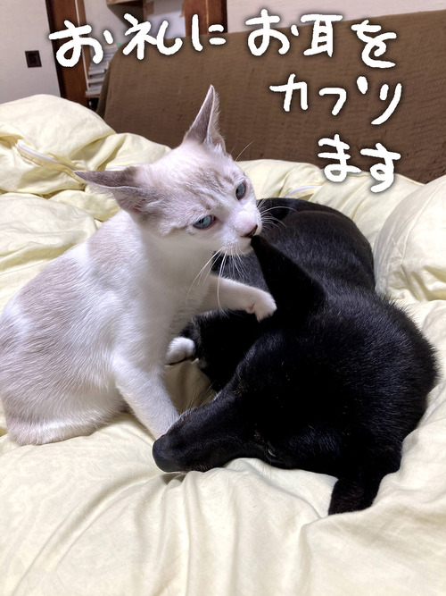 カブはにぃにが大好き 犬魂猫魂 カブはにぃにが大好き 犬魂猫魂