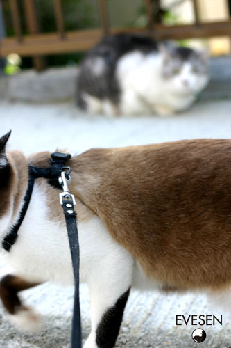 neko_04.jpg