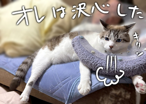 LINE_ALBUM_2025.11.15白間津_251120_2