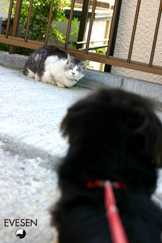 neko_02.jpg