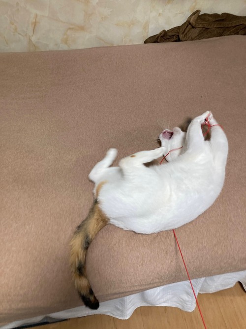 376125B1-BACD-4DBA-9641-95163DC6797D