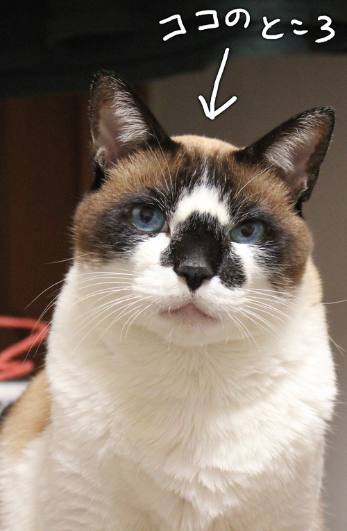 38215376204_4f75811bb5_k